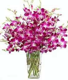 Beautiful Orchids