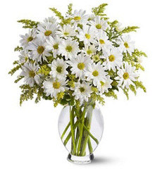 White Daisies